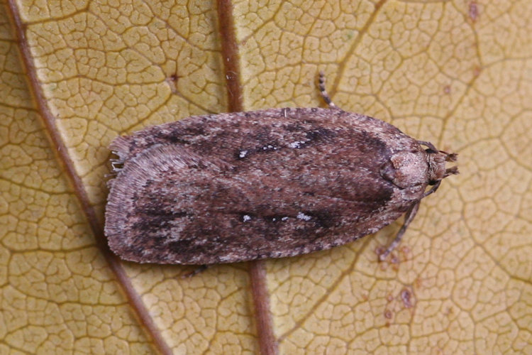 Agonopterix heracliana: Bild 3