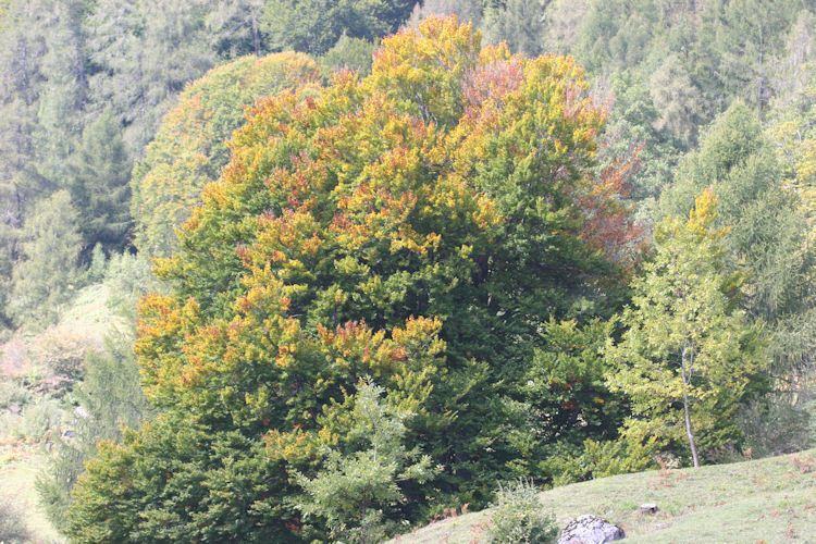 : Bild 555