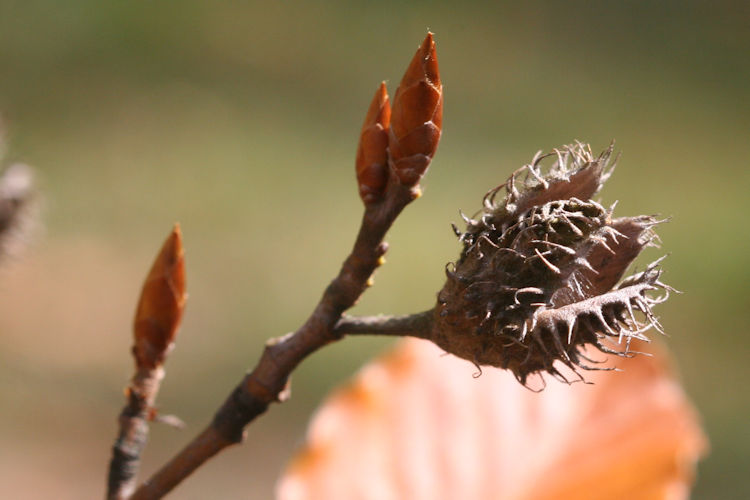 : Bild 557