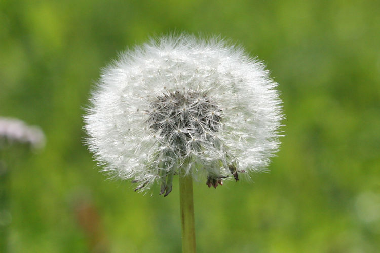 : Bild 597