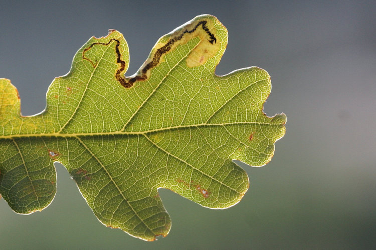 Stigmella sp.: Bild 2