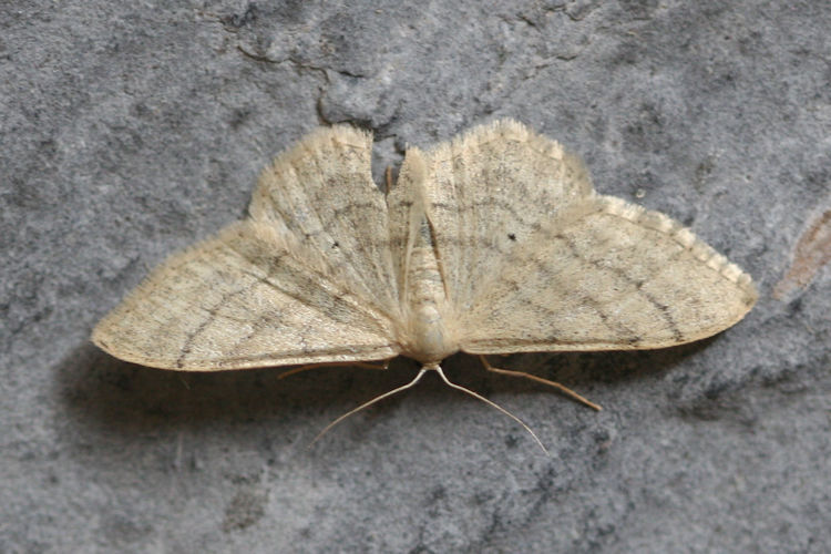 Idaea straminata: Bild 2