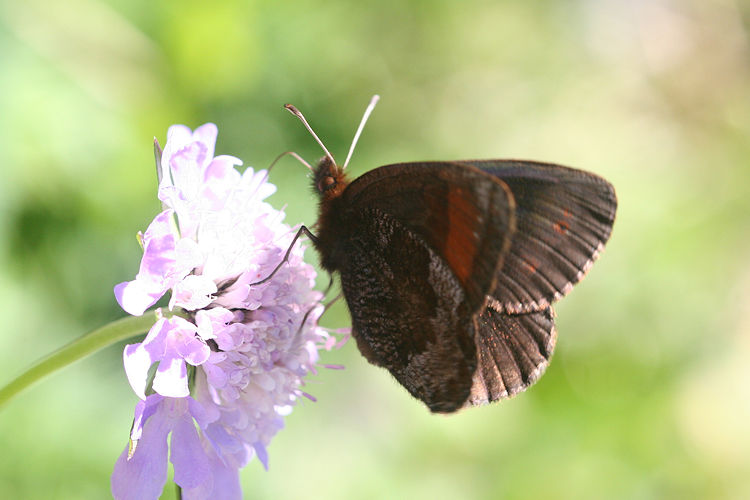 Erebia pronoe vergy: Bild 19