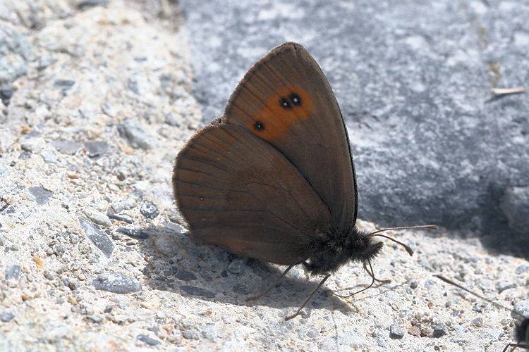 Erebia aethiops: Bild 14