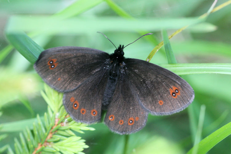 Erebia oeme lugens: Bild 2