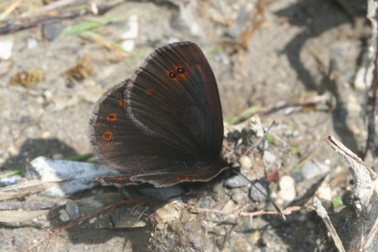 Erebia oeme lugens: Bild 3