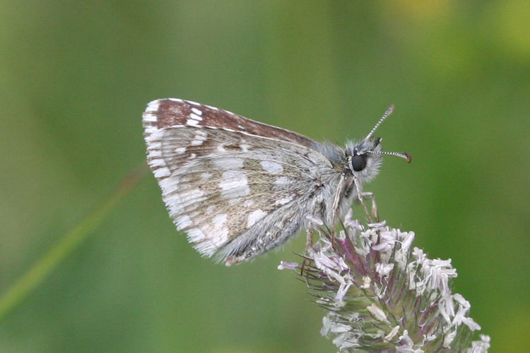 Pyrgus serratulae: Bild 17