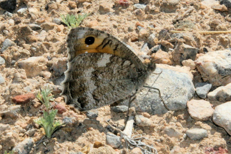 Pseudochazara thelephassa: Bild 3