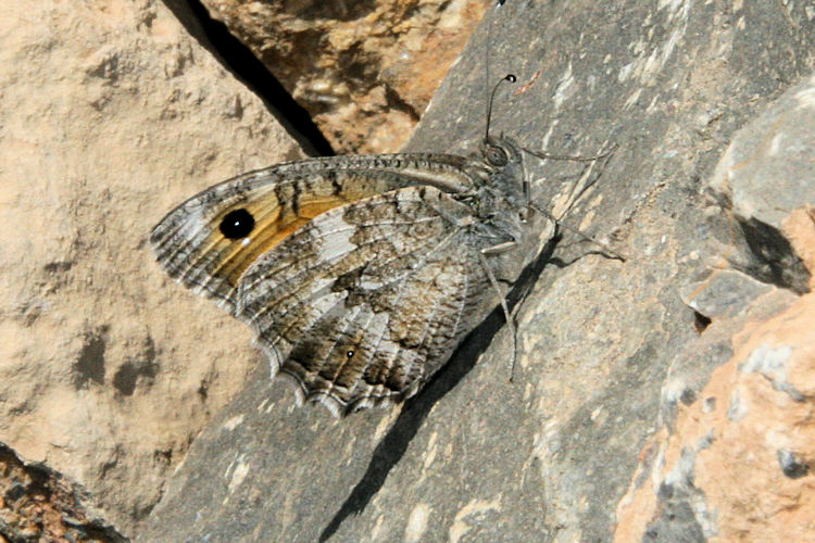 Pseudochazara thelephassa: Bild 4