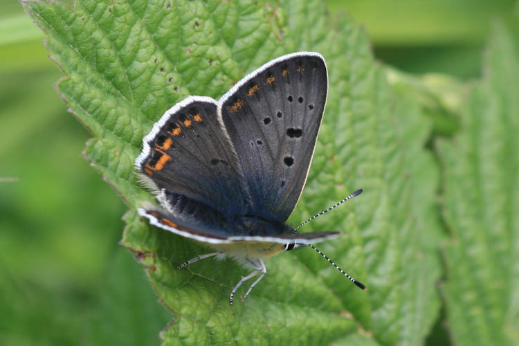 Lycaena tityrus: Bild 6