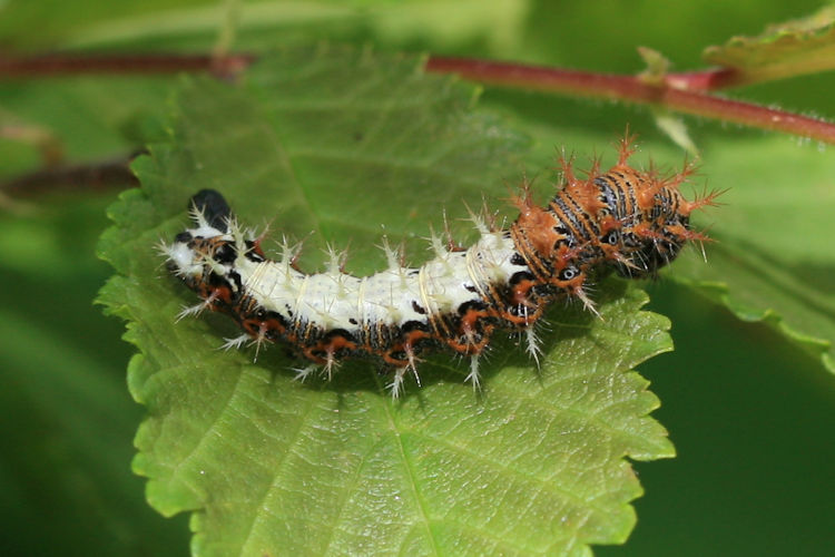 Polygonia c-album: Bild 2