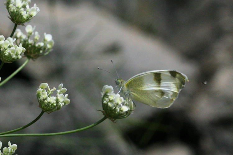 Pieris krueperi krueperi: Bild 14