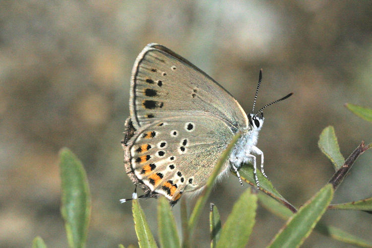 Satyrium hyrcanica: Bild 17