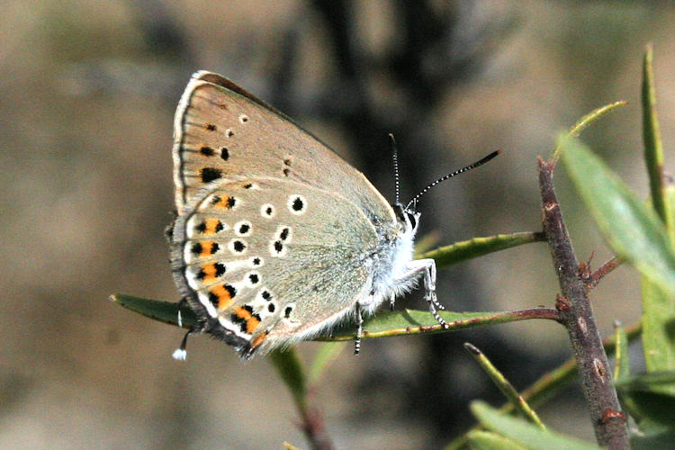 Satyrium hyrcanica: Bild 18