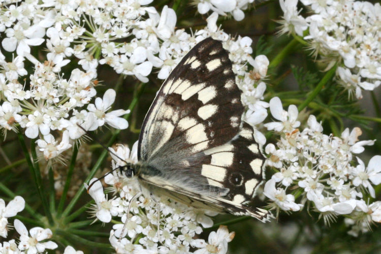 Melanargia larissa astanda: Bild 6