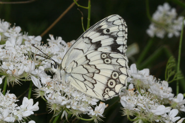 Melanargia larissa astanda: Bild 23