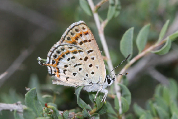 Athamanthia transcaucasicus: Bild 22