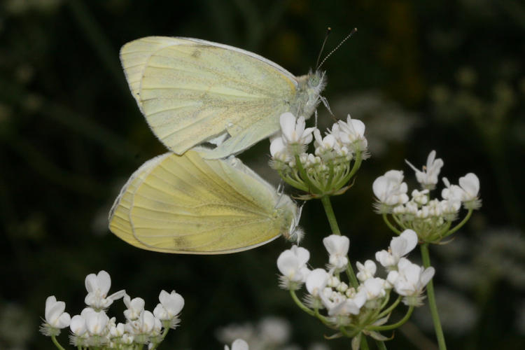 Pieris napi suffusa: Bild 32