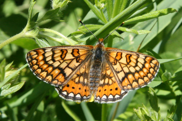 Euphydryas aurinia bulgarica: Bild 40