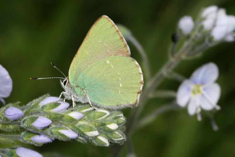 Callophrys sp. (rubi armeniaca, danchenkoi, paulae): Bild 7