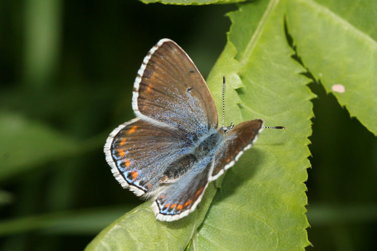 Lysandra bellargus: Bild 20