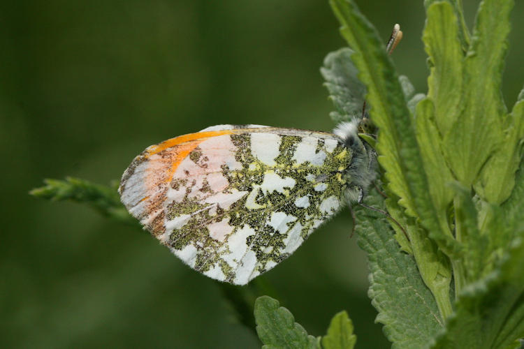 Anthocharis cardamines phoenissa: Bild 6