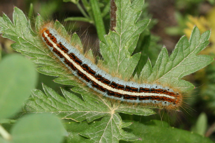 Malacosoma neustria: Bild 5