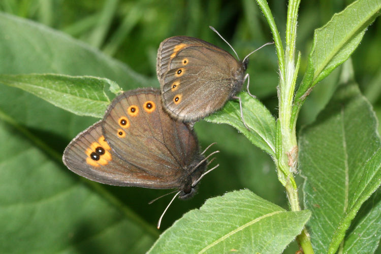 Erebia medusa psodea: Bild 31