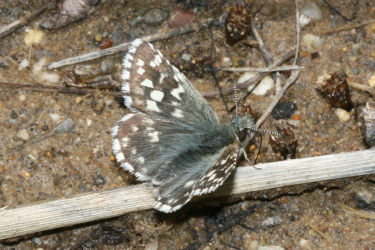 Pyrgus melotis: Bild 4