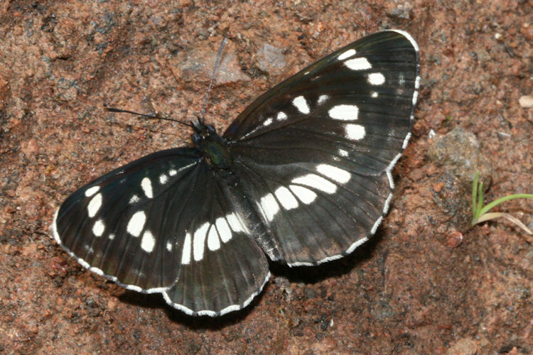 Neptis rivularis ludmilla: Bild 6