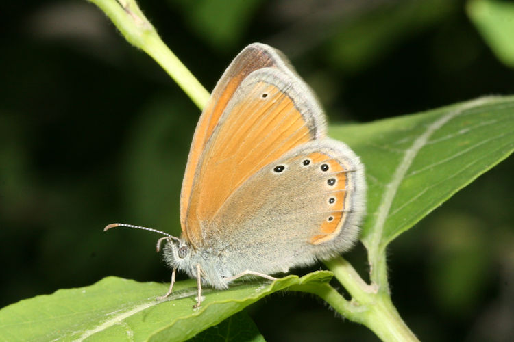 Coenonympha leander obscura: Bild 1