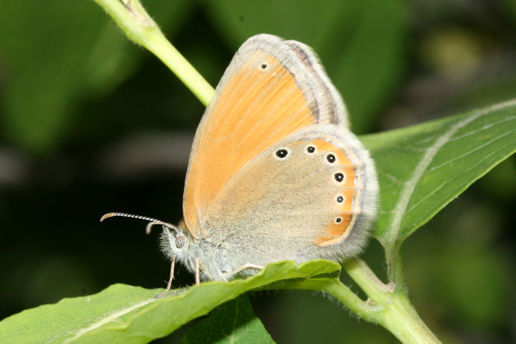 Coenonympha leander obscura: Bild 2