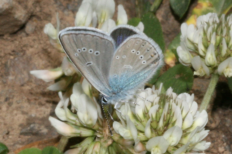 Cyaniris semiargus bellis: Bild 17