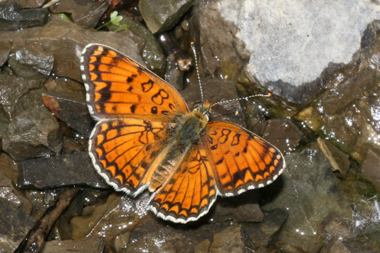 Melitaea arduinna: Bild 18