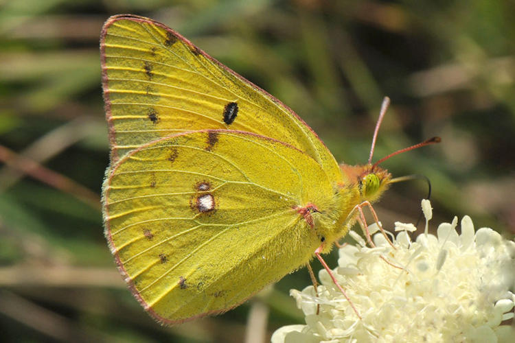 Colias chrysotheme: Bild 2