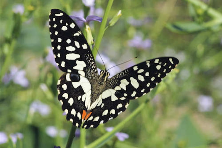 Papilio demoleus: Bild 1