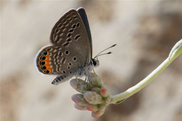 Freyeria trochylus: Bild 9