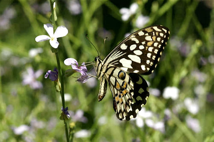 Papilio demoleus: Bild 2