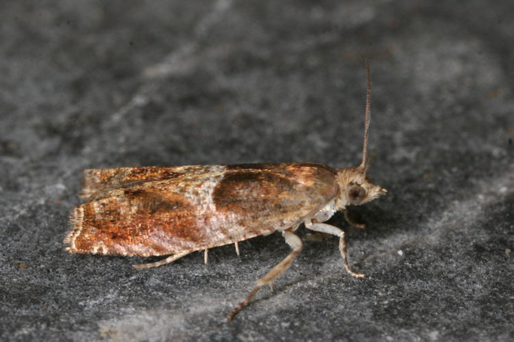 Epinotia tenerana: Bild 1