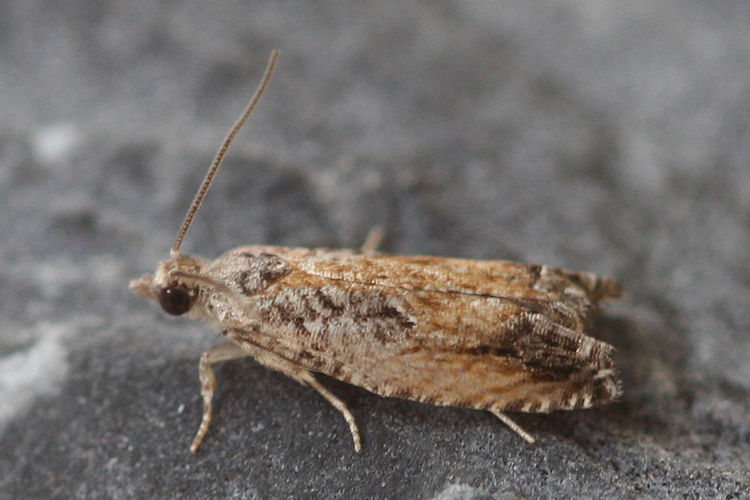 Epinotia tenerana: Bild 2