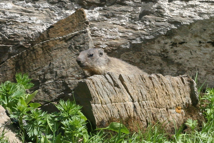 Marmota marmota: Bild 1