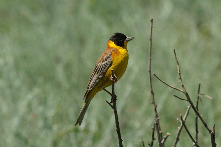 Emberiza melanocephala: Bild 1