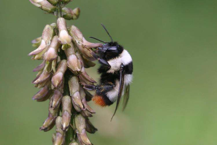 Bombus niveatus: Bild 1