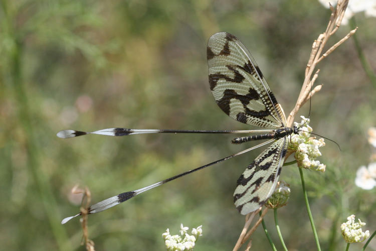 Nemoptera sinuata: Bild 14