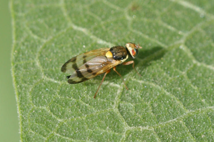 Tephredidae sp.: Bild 1