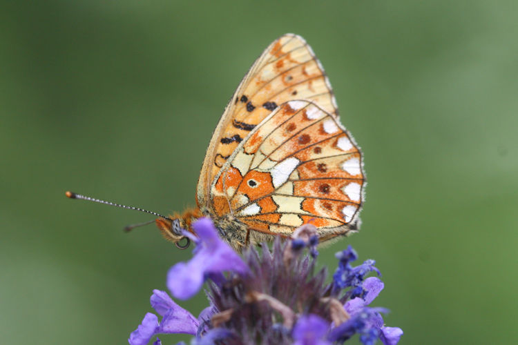 Boloria euphrosyne dagestanica: Bild 9