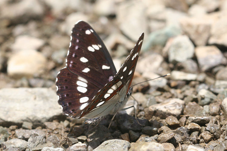 Limenitis reducta reducta: Bild 5