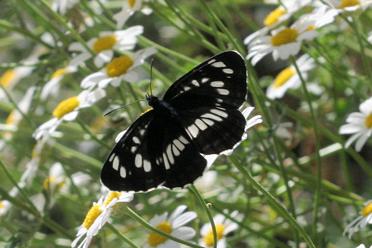 Neptis rivularis ludmilla: Bild 9