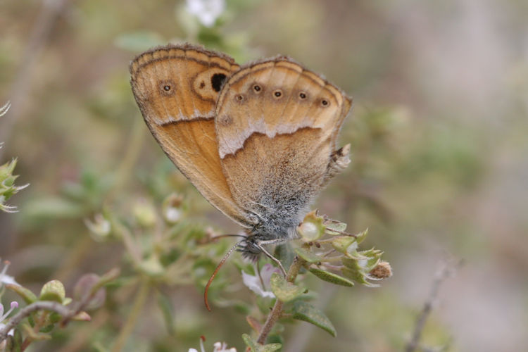 Coenonympha saadi: Bild 22