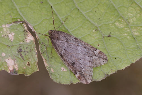Alsophila aescularia: Bild 6